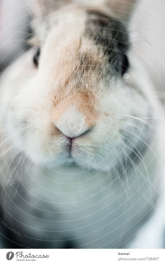 Und montags grüßt der Helmut Haustier Tiergesicht Fell Hase & Kaninchen Zwergkaninchen Zwerghase Schnurrhaar Schnauze 1 Freundlichkeit hell niedlich schön