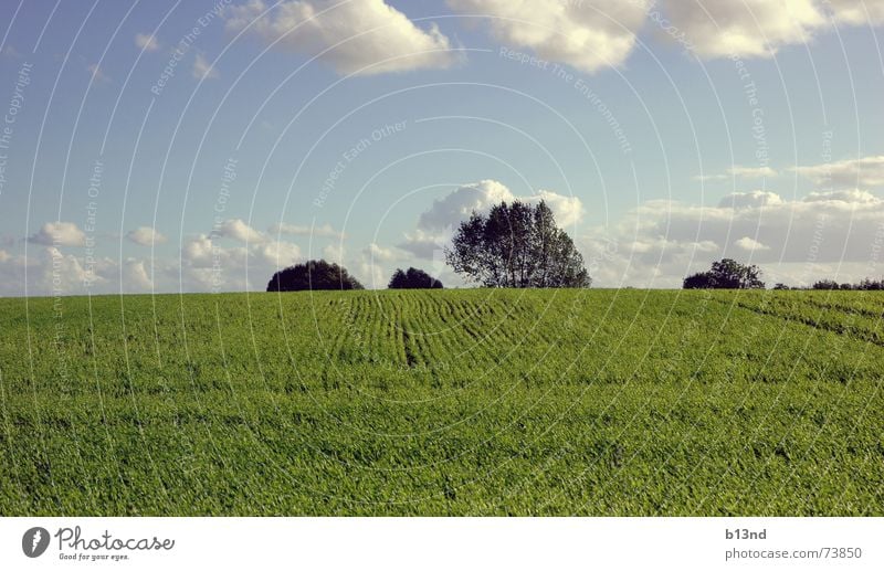 Feel the freedom Baum Feld grün Wolken Ferne Horizont Herbst Ostsee Himmel blau Landschaft landscape frei Freiheit herbstlich