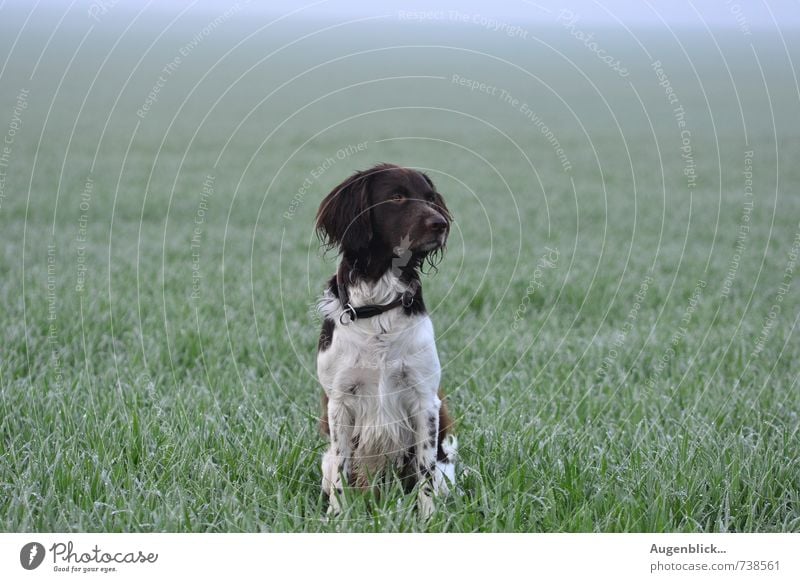 aller bester Freund... Haustier Hund 1 Tier beobachten Bewegung Liebe Sport nass natürlich blau braun grün weiß Tierliebe achtsam Außenaufnahme Morgendämmerung