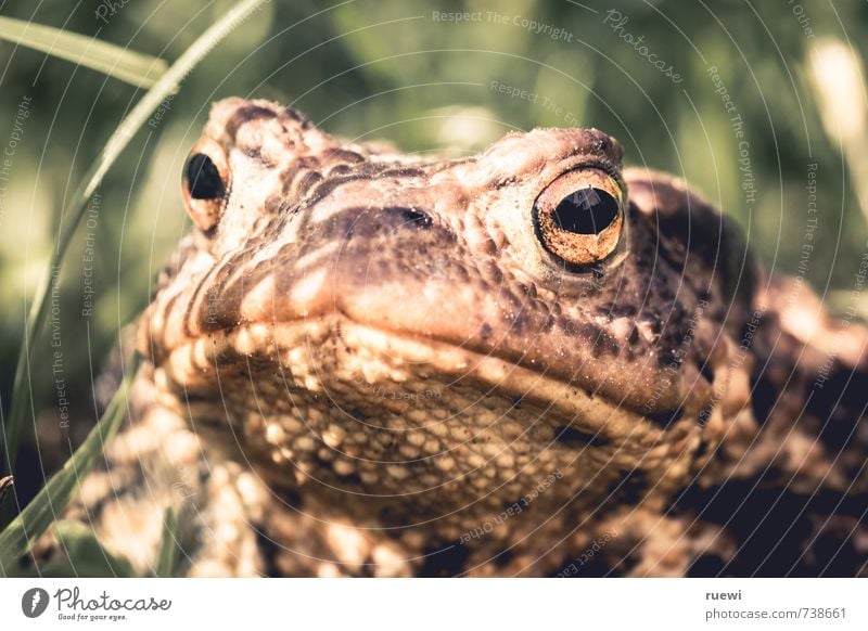 Ich weiß, was Du letzten Sommer getan hast schön Garten Umwelt Natur Tier Frühling Herbst Schönes Wetter Pflanze Gras Wiese Wildtier Kröte Unke Frosch 1