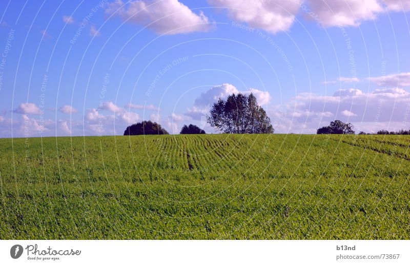 Feel the freedom - Part II Baum Feld grün Wolken Ferne Horizont Sommer sommerlich Ostsee Himmel blau Landschaft landscape frei Freiheit