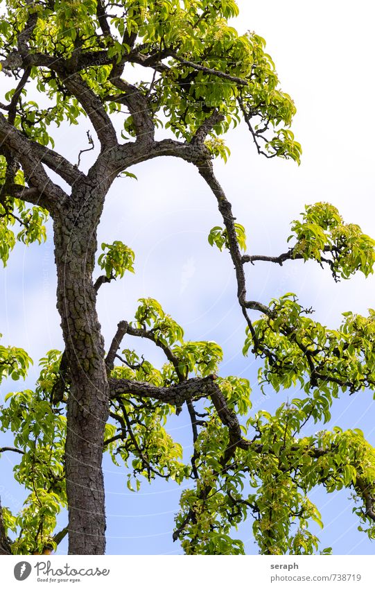 Obstbaum Baumrinde sprießen Trieb Ast verzweigt Botanik Wachstum Blatt Pflanze zart filigran Baumstamm Baumkrone Zweig Jahreszeiten Pollen Blühend Blume