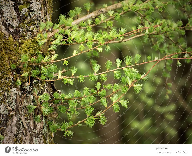 pinselhalter Natur Frühling Baum Zeichen frech Fröhlichkeit frisch neu grün Lärche Mai Pinsel malen Zweige u. Äste Lebensfreude sprießen Nadelbaum grün-gelb