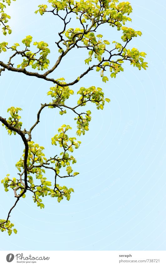 Astwerk Baumrinde sprießen shoot Ahorn Ahornblatt Allergie Heuschnupfen allergens branch verzweigt Botanik Blatt Natur Pflanze delicate stem Baumstamm Baumkrone