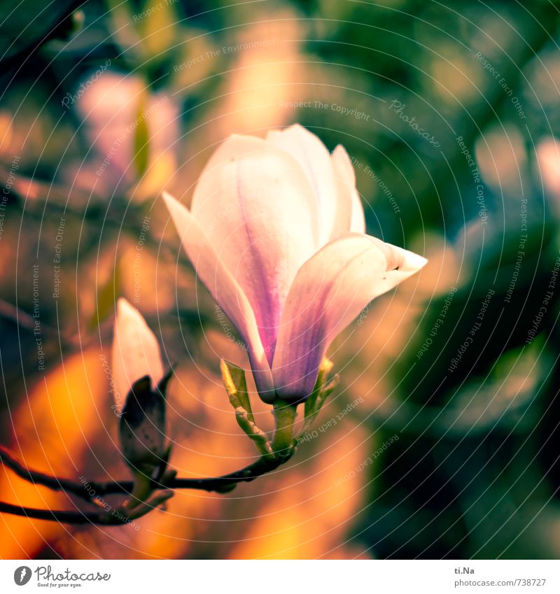 Magnolia Natur Pflanze Tier Frühling Baum Blatt Blüte Magnolienbaum Magnolienblüte Tulpenbaum Blühend Duft verblüht Wachstum authentisch gelb grün violett