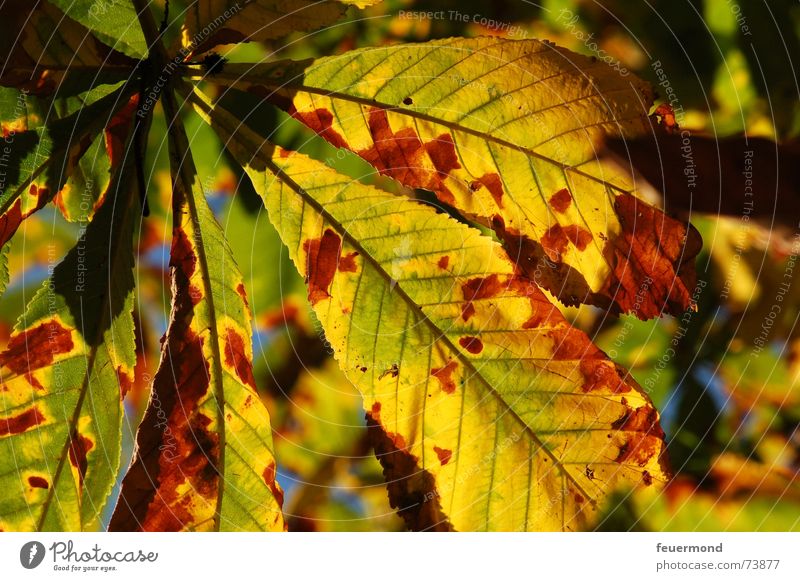 Schööön herbstlich. Herbst Blatt Baum Licht September Oktober Herbstlaub Kastanienbaum Schatten autumn sheets chestnut tree trees the sun light shade october