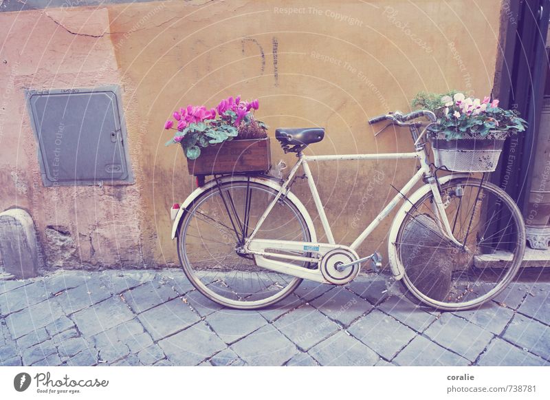 radfahren ist schön. Lifestyle Glück Sommer Häusliches Leben Wohnung Dekoration & Verzierung Fahrradfahren Kunst Frühling Blume Garten Dorf Stadtzentrum