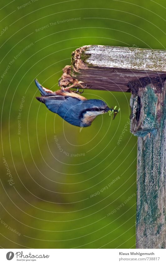 Kopfüber hängt ein Kleiber am Dach seiner Nisthöhle und hällt Futter im Schnabel Umwelt Natur Tier Frühling Sommer Park Wald Wildtier Vogel 1 fliegen füttern