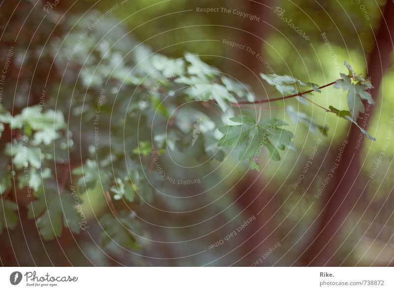 Im Wald. Umwelt Natur Pflanze Frühling Sommer Baum Sträucher Blatt Grünpflanze Wildpflanze Garten Wachstum natürlich weich grün Vergänglichkeit Farbfoto