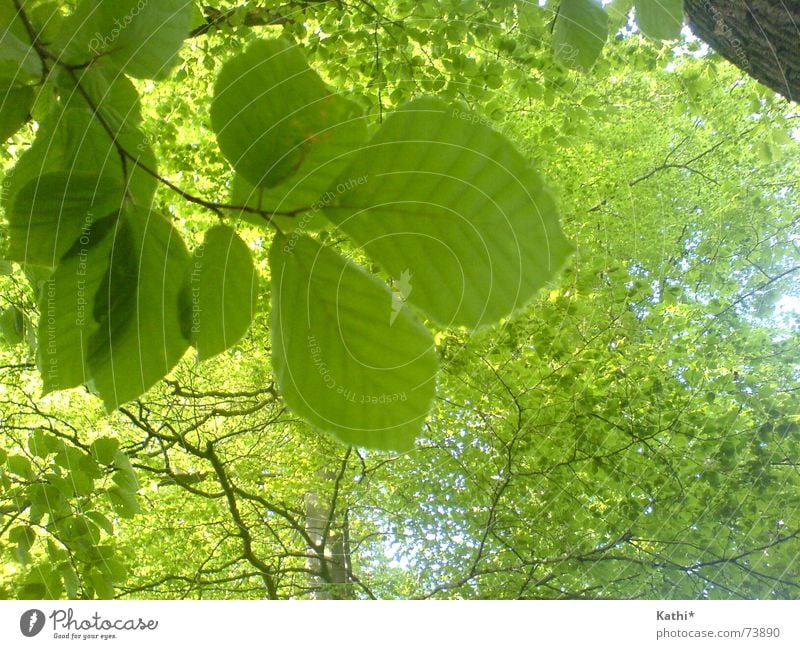 Frühlingsbäume Freiheit Umwelt Natur Baum Blatt Wald frisch Gesundheit natürlich saftig grün Frühlingsgefühle trösten ruhig Leben Hoffnung Glaube Duft Erholung