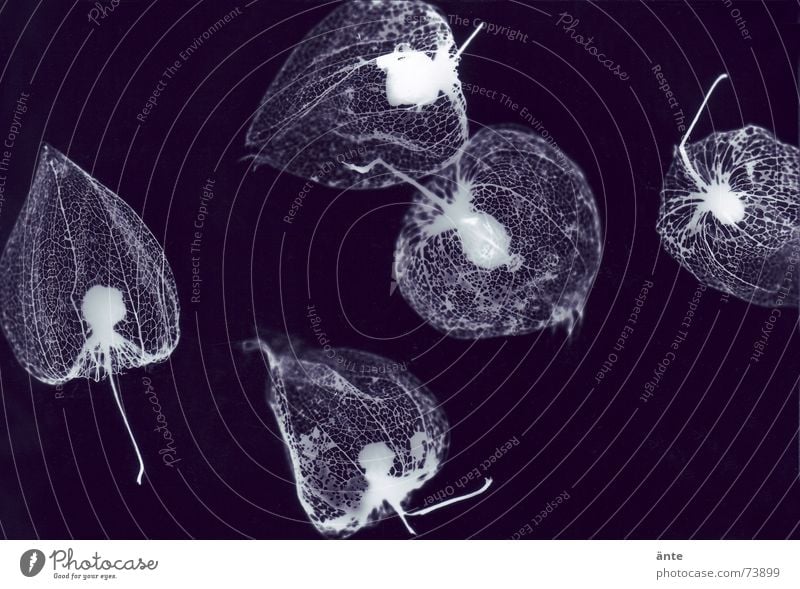 Fotogramm Blüte Blume Skelett Silhouette negativ filigran leicht Fröhlichkeit dünn verwundbar zerbrechlich fotogramm durchleuchten