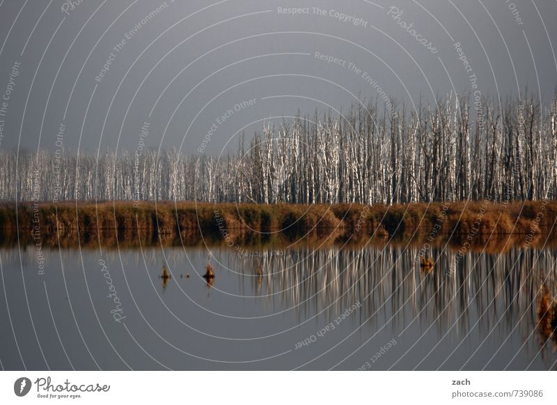 Stammesversammlung Umwelt Natur Landschaft Wasser Himmel Herbst Winter Wetter schlechtes Wetter Nebel Pflanze Baum Sträucher Grünpflanze Birke Birkenwald Küste