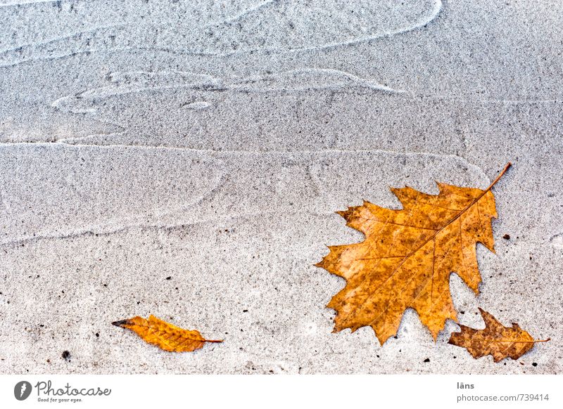 alles im Fluss Herbst Blatt Straße Wege & Pfade Linie alt braun orange weiß Vergangenheit Vergänglichkeit Wandel & Veränderung Eichenblatt liegen Delikt