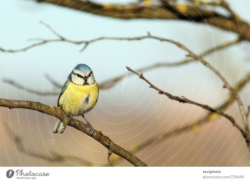 Blaumeise auf dem Ast stehend schön Winter Schnee Natur Tier Park Vogel frieren klein wild blau gelb weiß Appetit & Hunger Farbe parus caeruleus Titte Frost