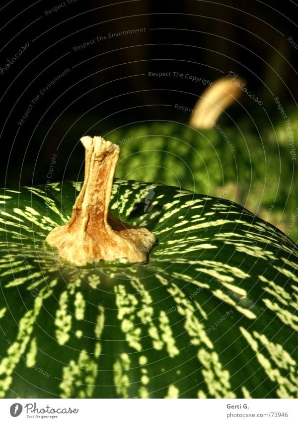 es soll auch Grüne geben grün Grünkern Kürbiskern Muster Ordnung Stengel Kürbiszeit Halloween Kürbissuppe Erntedankfest Gemüsesuppe Vegetarische Ernährung hart