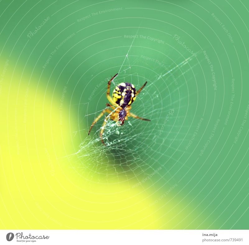 izibizi spider Umwelt Natur Frühling Sommer Tier Wildtier Spinne 1 exotisch grün gelb Spinnennetz Spinnenbeine Insekt Gift Ekel klein spinnen Jagd Farbfoto