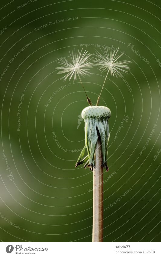 die letzten Zwei Leben Sinnesorgane ruhig Natur Pflanze Frühling Sommer Blume Wildpflanze Wiese dünn elegant frei Fröhlichkeit klein nackt natürlich weich grün