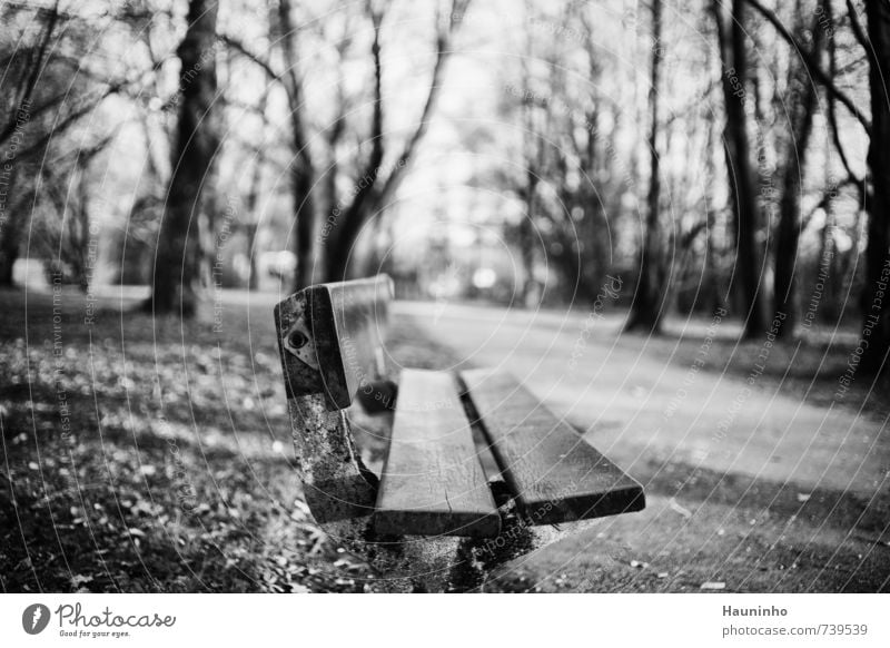 verlassene Bank Umwelt Natur Landschaft Sonnenlicht Frühling Schönes Wetter Baum Sträucher Park Wiese Bayern Kleinstadt Wege & Pfade Parkbank Stein Beton Holz