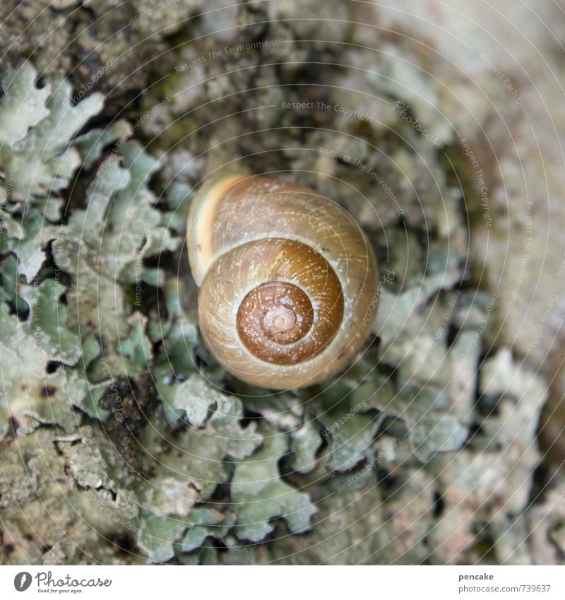 zentriert Natur Baum Wald Tier Schnecke 1 Zeichen Sicherheit Schutz Warmherzigkeit schön Gelassenheit geduldig ruhig Design geheimnisvoll Rätsel feminin