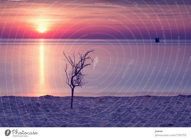 An . denken Ferne Sommer Strand Natur Sonne Sonnenaufgang Sonnenuntergang Sonnenlicht Schönes Wetter Baum Küste Ostsee Unendlichkeit schön gelb orange rot