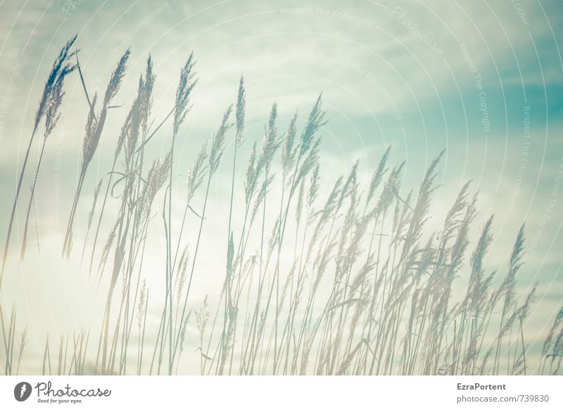 im Licht Umwelt Natur Landschaft Pflanze Luft Himmel Wolken Sonne Frühling Sommer Herbst Klima Wetter Schönes Wetter Wärme Gras Garten Wiese Feld leuchten