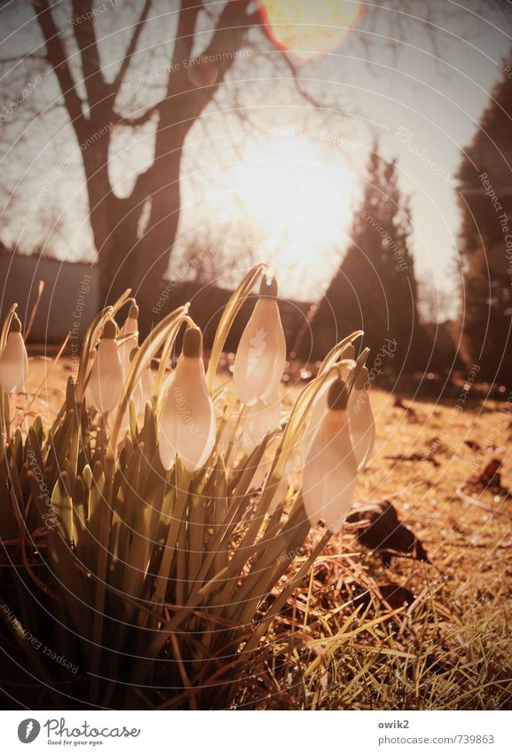 Kleinfamilie Umwelt Natur Pflanze Sonnenlicht Frühling Klima Wetter Schönes Wetter Blume Blüte Schneeglöckchen Garten Blühend hängen Wachstum Zusammensein klein