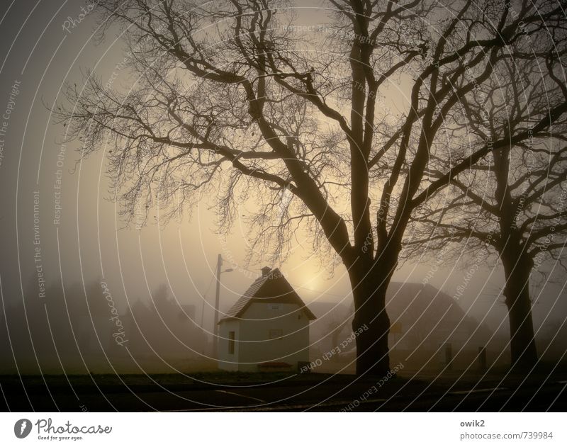 Nebliger Morgen Umwelt Natur Landschaft Klima Wetter Schönes Wetter Nebel Pflanze Baum Ast Holz kahl karg Gebäude Wartehäuschen Bushaltestelle leuchten klein