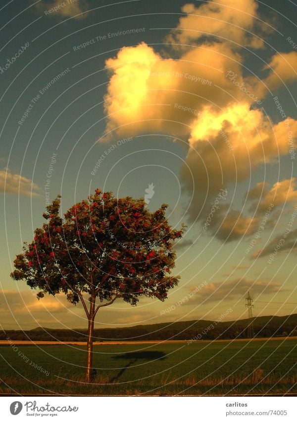 Stadt und Land II Vogelbeerbaum Horizont Wolken dramatisch Landleben Abenddämmerung Schatten früher war alles besser