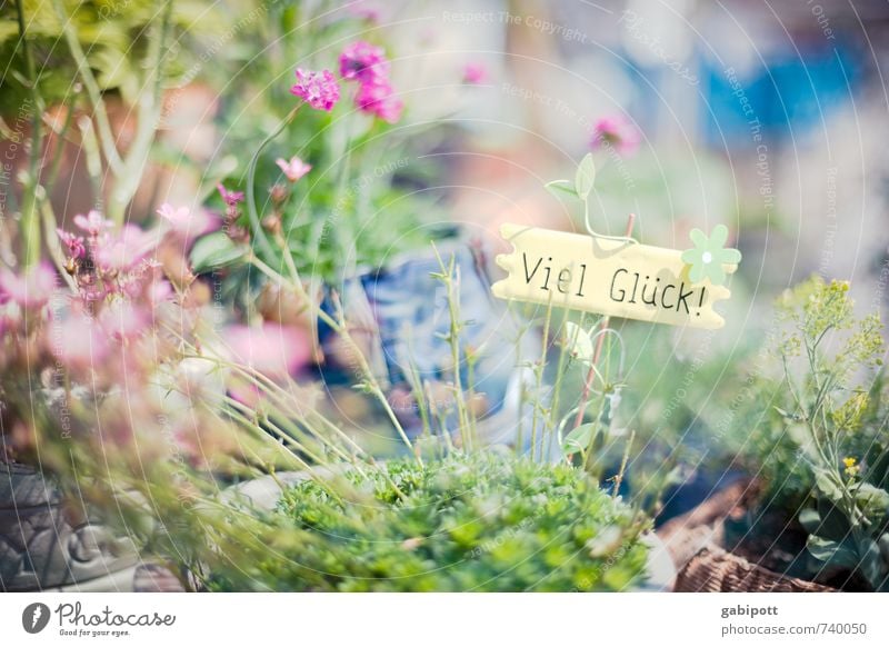 eine Runde Glück für alle Natur Sommer Schönes Wetter Pflanze Blume Grünpflanze Topfpflanze Garten Park nachhaltig natürlich positiv mehrfarbig ästhetisch