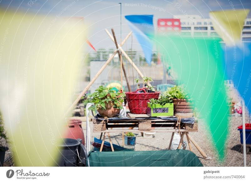 Hessentreffen 14 | urban gardening Lifestyle Erholung Freizeit & Hobby Sommer Natur Landschaft Sonne Frühling Pflanze Sträucher Grünpflanze Nutzpflanze