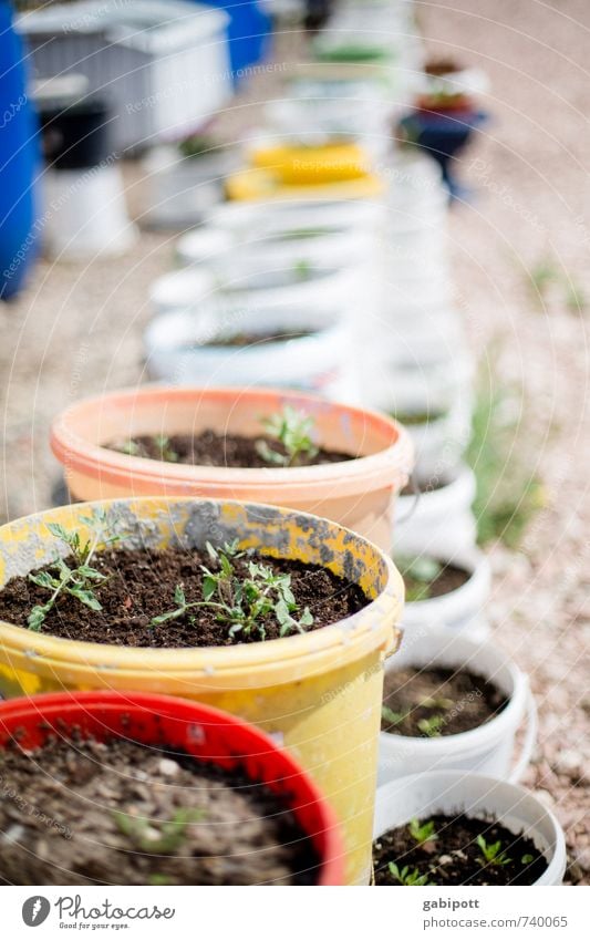 Hessentreffen 14 | Garten im Eimer Natur Frühling Sommer Pflanze Topfpflanze Park Kunststoffverpackung Schalen & Schüsseln Wachstum Fröhlichkeit trashig Stadt