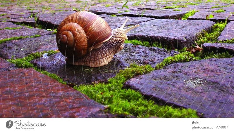 Blitzschach Geschwindigkeit langsam Schleim Ausgang Haus Weichtier krabbeln Pflanze Tier unterwegs Natur Schneckenhaus Gras Kopfsteinpflaster Dorf Lebewesen