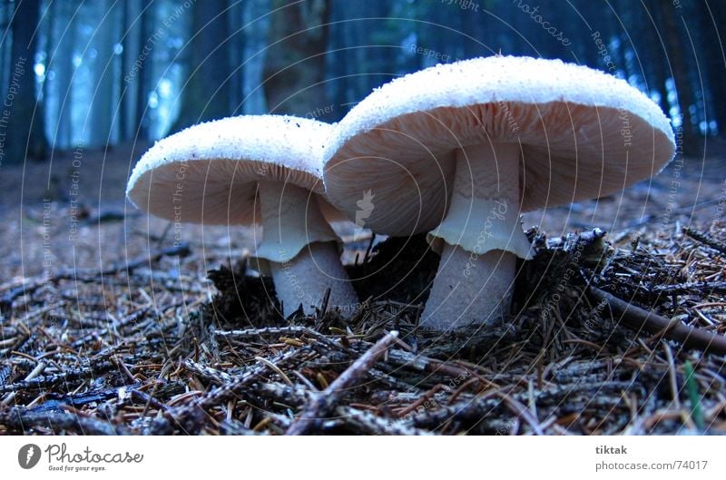 Zwillinge Wald Waldboden Herbst Jahreszeiten Gift unheimlich dunkel weiß Waldspaziergang Pilzsucher Märchenwald Erholung ruhig 2 Wachstum Natur Lamelle