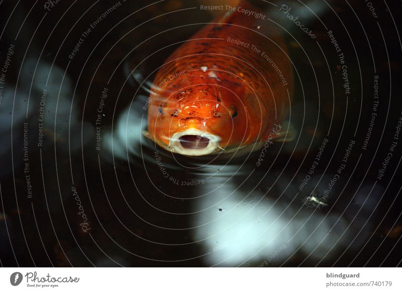 Mr. Big Mouth Natur Tier Wasser Fisch Aquarium 1 atmen Blick Schwimmen & Baden orange schwarz weiß Maul Auge Schwimmhilfe Kieme Farbfoto Innenaufnahme