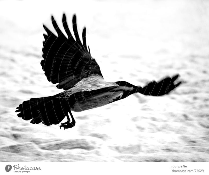 Nebelkrähe Aaskrähe Rabenvögel Krähe Vogel Tier Strand Küste Meer Schwung Feder schwarz grau Weststrand Schwarzweißfoto Luftverkehr Beginn Sand Dynamik Kraft