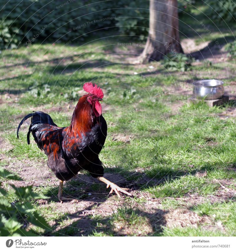 Ronaldo Natur Tier Sonne Frühling Sommer Schönes Wetter Baum Gras Sträucher Garten Park Wiese Nutztier Tiergesicht Flügel Krallen Streichelzoo Hahn Hahnenkamm