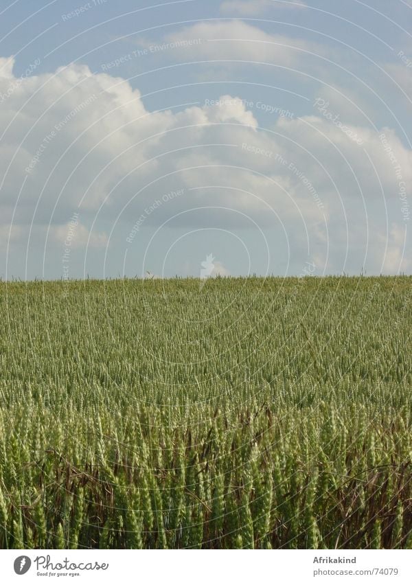 Getreidefeld Feld Wolken Weizen Himmel Ernte Natur Kornfeld