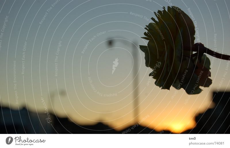 in erwartung der nacht Blume Sonnenuntergang ruhig Stimmung Herbst Sommer Toronto Kanada Erwartung Abend Natur blau Schönes Wetter schön Skyline Schatten