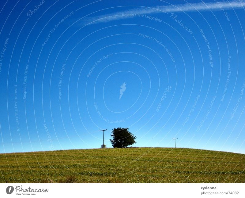 Himmelszelt I Feld Baum minimalistisch Strommast Oberleitung schön Ferne Sommer Stimmung Farbverlauf Luft ruhig Mais Natur blau Klarheit Bodenbelag leer Ausflug