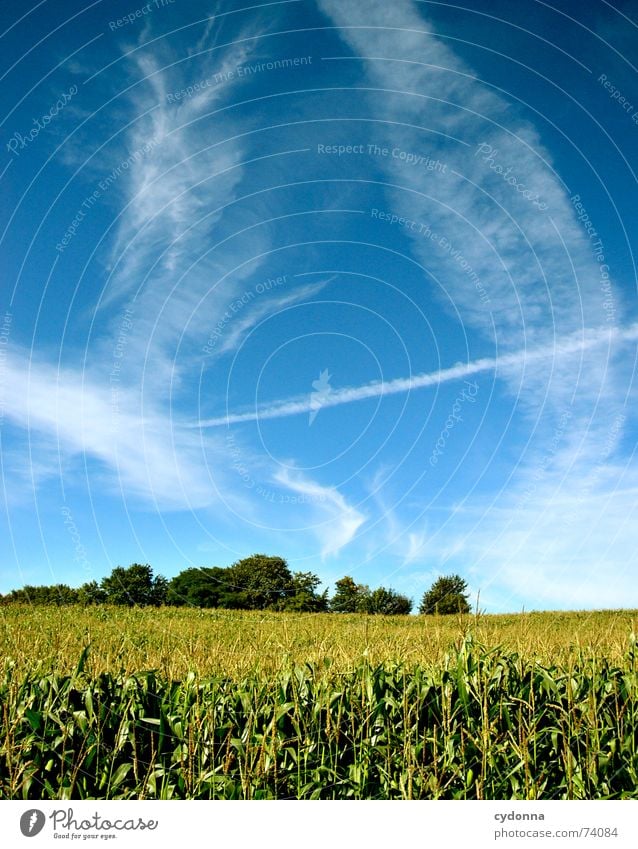 Sommerfeld Feld minimalistisch schön Ferne Stimmung Farbverlauf Luft ruhig Wolken Streifen Horizont Baum Himmel Mais Natur blau Klarheit Bodenbelag leer Ausflug