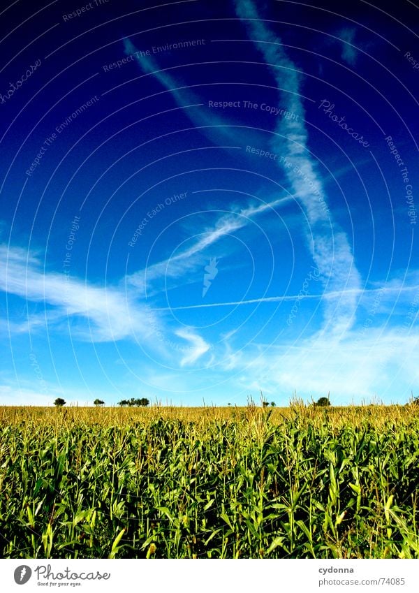 Sommerfeld I Feld minimalistisch schön Ferne Stimmung Farbverlauf Luft ruhig Wolken Streifen Horizont Himmel Mais Natur blau Klarheit Bodenbelag leer Ausflug