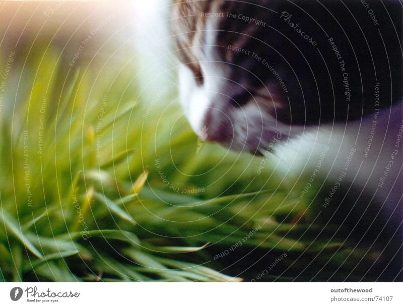 pixi mampft gras Katze Gras Halm grün lecker Fressen grasgrün katzengras Ernährung