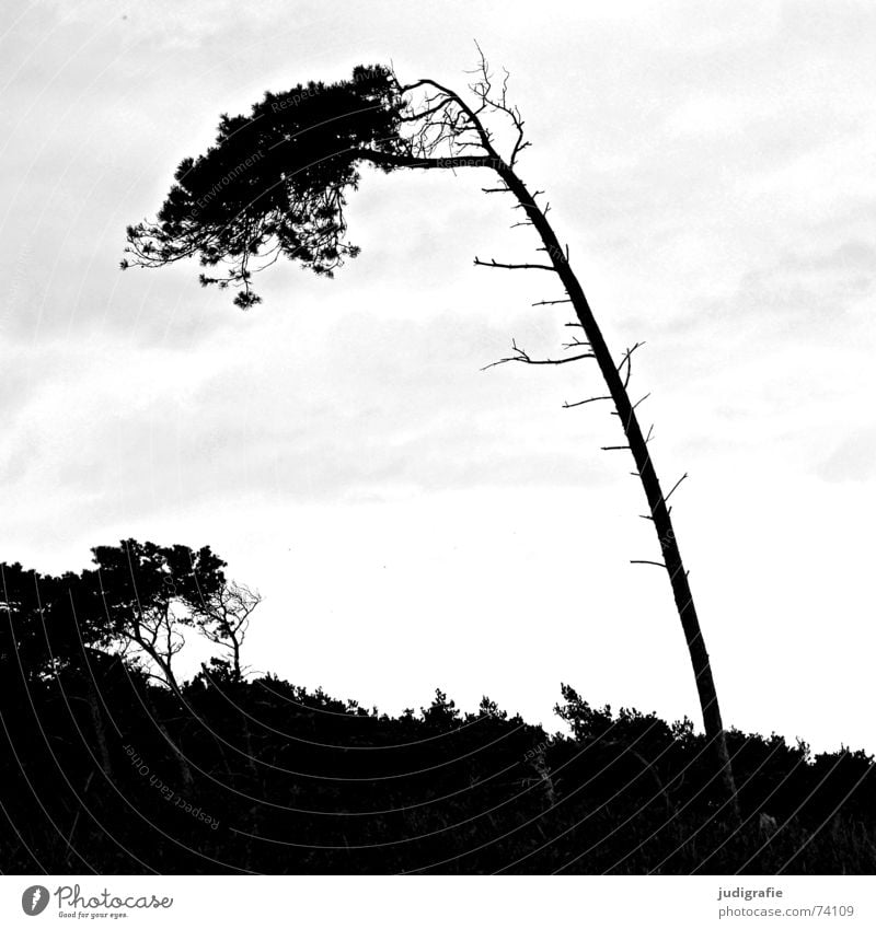 Windflüchter Baum Meer Küste Strand Sturm Wald schwarz weiß Fischland-Darß-Zingst Weststrand Landschaft