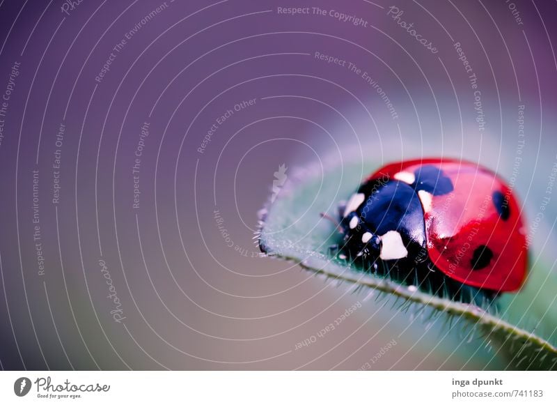 auf dem Blatt Umwelt Natur Pflanze Tier Wildtier Käfer Insekt Marienkäfer Fressen krabbeln Farbfoto Außenaufnahme Menschenleer Tag Schatten