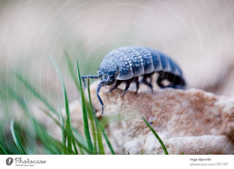 Wo gehts lang... Umwelt Natur Landschaft Urelemente Pflanze Gras Israel Negev Wüste Tier Wildtier Insekt Gliederfüßer Assel 1 krabbeln Umweltschutz Farbfoto