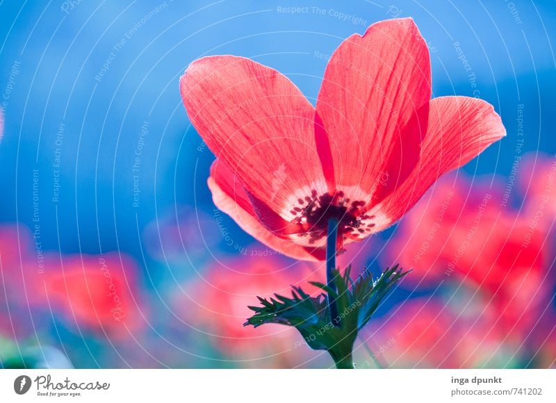 Anemone coronaria Umwelt Natur Landschaft Pflanze Frühling Blume Wildpflanze Anemonen Garten Wiese Israel Naher und Mittlerer Osten Blühend schön blau rot