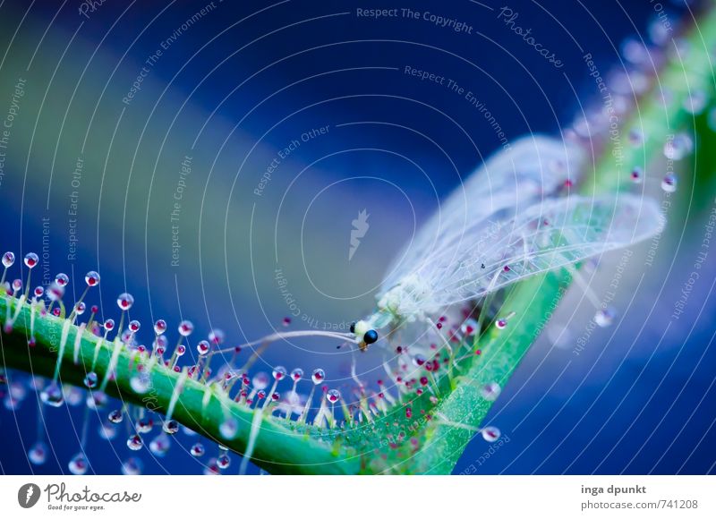 Fliegen ist schoener... Umwelt Natur Pflanze Urelemente Wassertropfen Blüte exotisch Sonnentaugewächse Tier Wildtier Insekt Flügel 1 fangen krabbeln Fühler