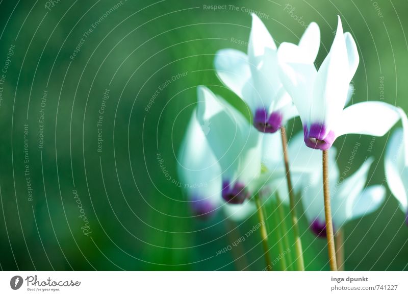 Fruehlingsboten Umwelt Natur Landschaft Frühling Pflanze Blume Blüte Wildpflanze Veilchengewächse Blühend außergewöhnlich fantastisch schön Jahreszeiten