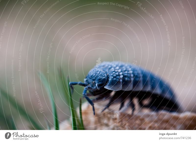 Auf vielen Beinen Umwelt Natur Landschaft Pflanze Tier Urelemente Gras Blatt Felsen Israel Naher und Mittlerer Osten Wildtier Insekt Assel 1 krabbeln Fühler