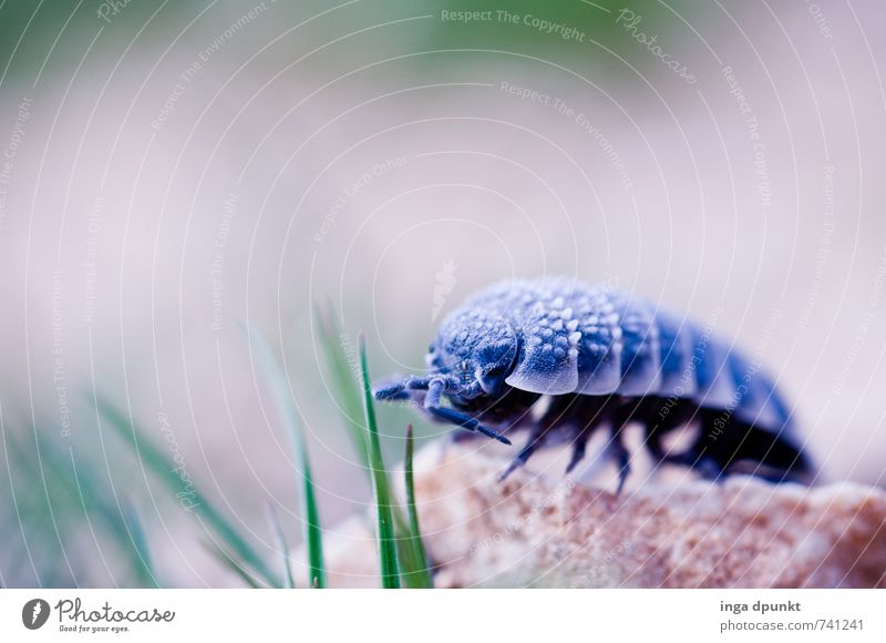 Krabbeltier Umwelt Natur Urelemente Erde Pflanze Gras Tier Insekt Assel 1 krabbeln Fühler Farbfoto Außenaufnahme Menschenleer Schatten Schwache Tiefenschärfe